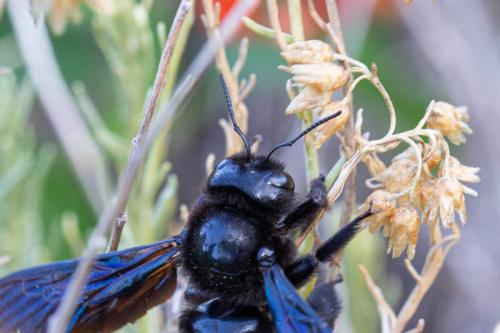 Réf. 246 441 : Xylocopa violacea